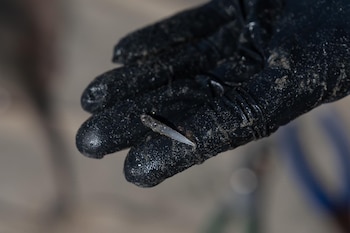 Una mano con guante negro cubierto de arena sostiene un objeto pequeño, puntiagudo y translúcido