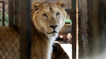 Los tigres de Luján despegaron rumbo a Sudáfrica: escala en Frankfurt, Johannesburgo y 4 horas por tierra hasta su nueva vida