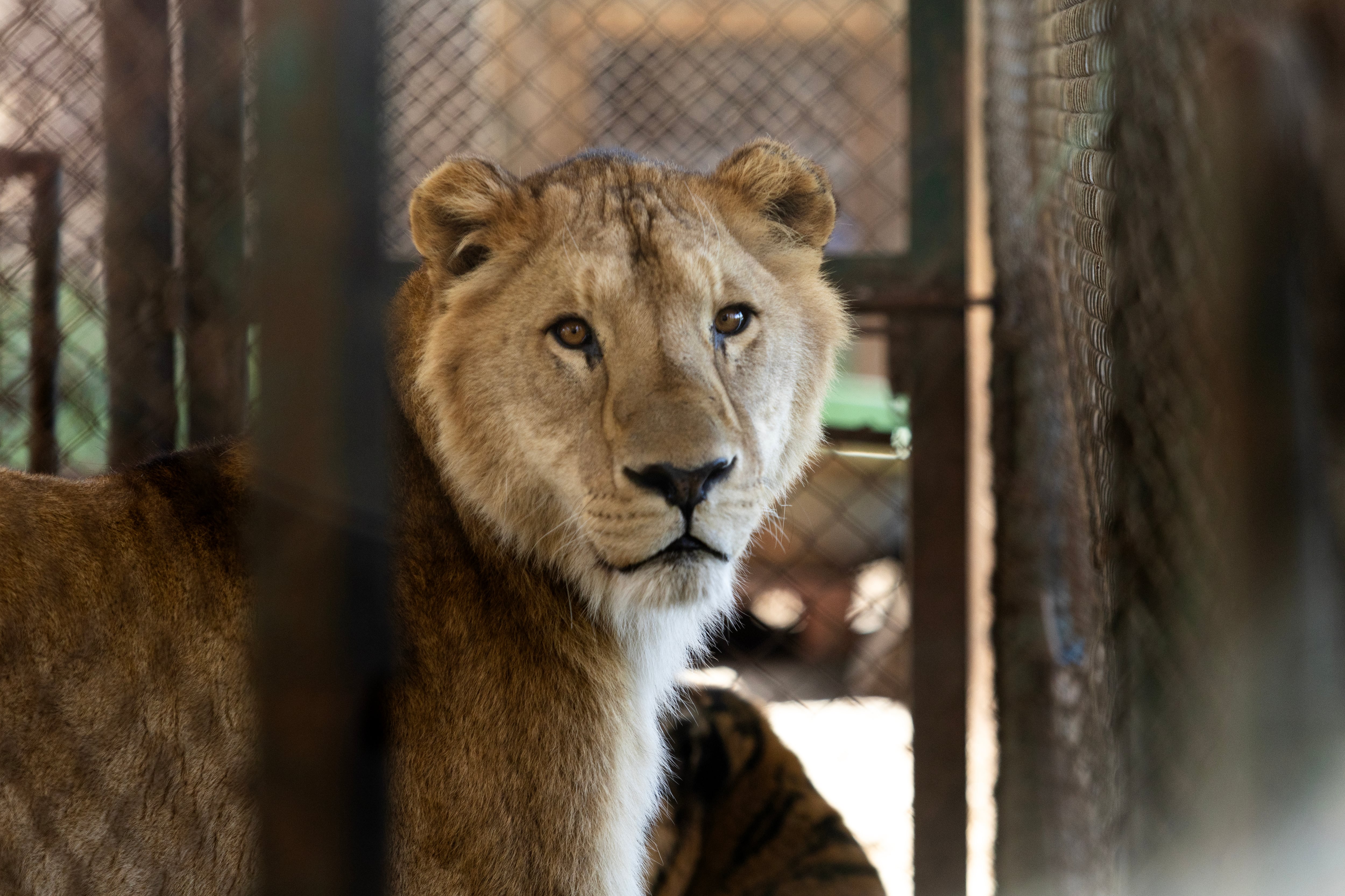 Un felino del ex Zoo de Luján, con su mirada dirigida al frente, permanece en una jaula antes de su viaje a Sudáfrica.