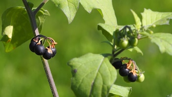 Biblioteca Digital de la UNAM