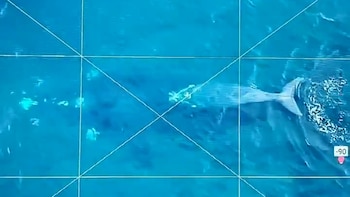 Se registró una de las primeras crías de la temporada de ballenas 2025 en Chubut