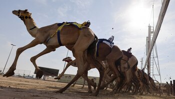 Qué son las “startups camello”