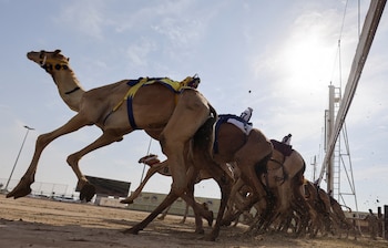 Un carrera de camellos ante
