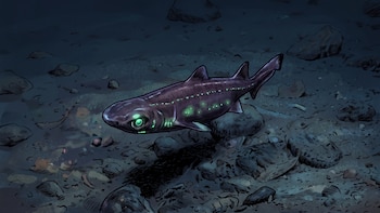 El hallazgo de 319 tiburones linterna aportó nuevas evidencias sobre los ecosistemas de aguas profundas