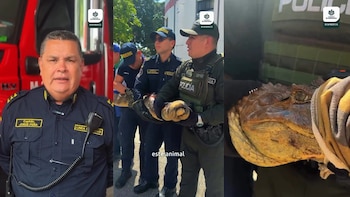 Manipular o capturar reptiles como