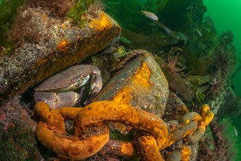 Este concurso celebra la diversidad