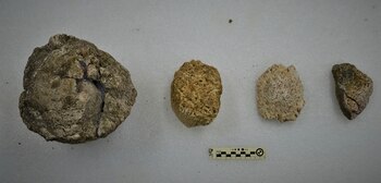 Varios osteodermos de diferentes tamaños