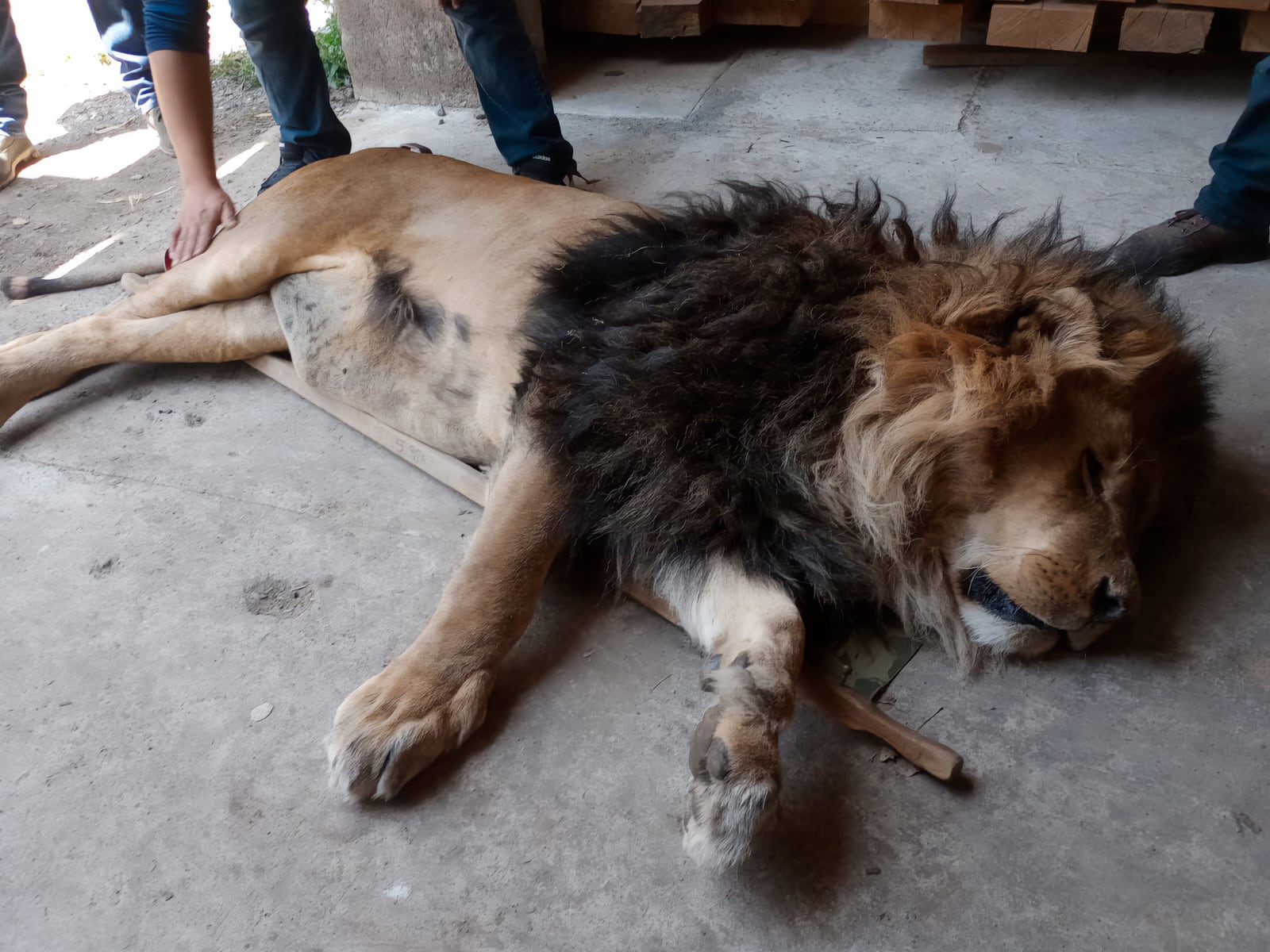 Coordinación institucional permite rescate y protección de 29 animales. Foto: (Profepa)