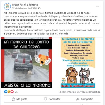 Colectivos de protección animal del