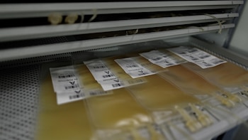 Un estudio demuestra que las plaquetas refrigeradas hasta tres semanas mantienen su eficacia