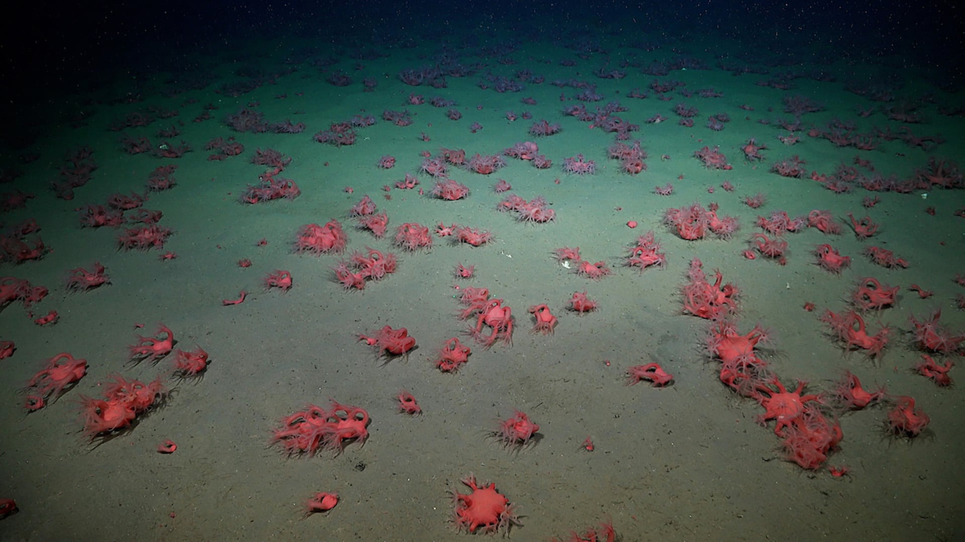 La entidad posee la responsabilidad de proponer y ejecutar políticas vinculadas al desarrollo y la promoción de actividades espaciales de carácter pacífico en el territorio nacional (Credit: ROV SuBastian / Schmidt Ocean Institute)