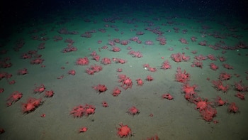 La entidad posee la responsabilidad de proponer y ejecutar políticas vinculadas al desarrollo y la promoción de actividades espaciales de carácter pacífico en el territorio nacional (Credit: ROV SuBastian / Schmidt Ocean Institute)