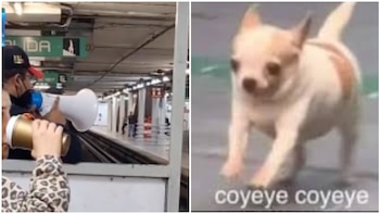 (Captura de pantalla tiktok/X)