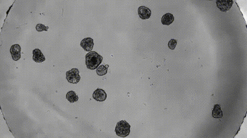 Este desarrollo creó robots diminutos