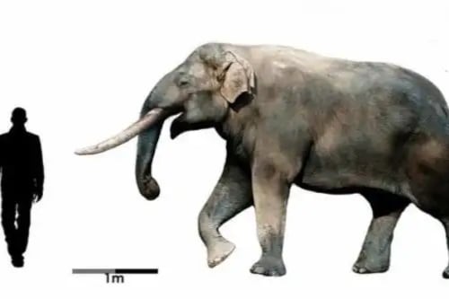 La identificación de un nuevo cráneo podría ampliar el conocimiento sobre la megafauna sudamericana.
