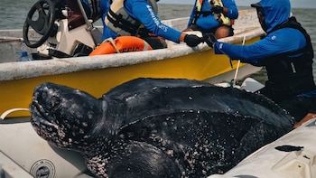Hito en la conservación marina: instalaron los primeros rastreadores satelitales en ejemplares machos de tortuga laúd