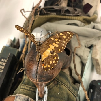 Museo de Arte Contemporaneo de Mar del Plata en La Noche de los museos