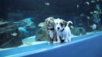 Se descubrió que tener una