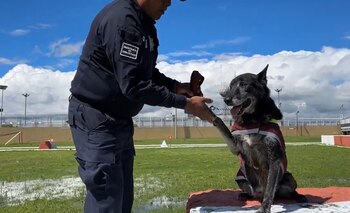 Los perros policías son evaluados