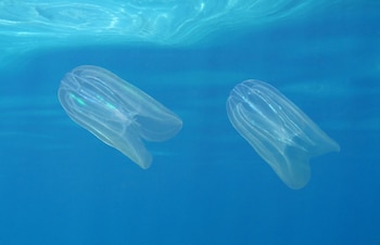 Síntomas como dificultad para respirar