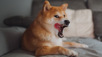Los shiba inu son considerados como un tesoro nacional de Japón (Getty Images)