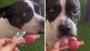 Compró un bulldog francés pero