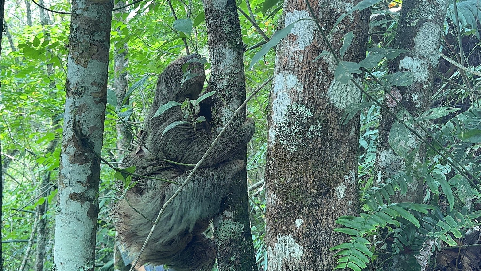 En imágenes: Osa perezosa y su cría regresan sanas a un bosque húmedo tropical tras ser rescatadas en Cundinamarca