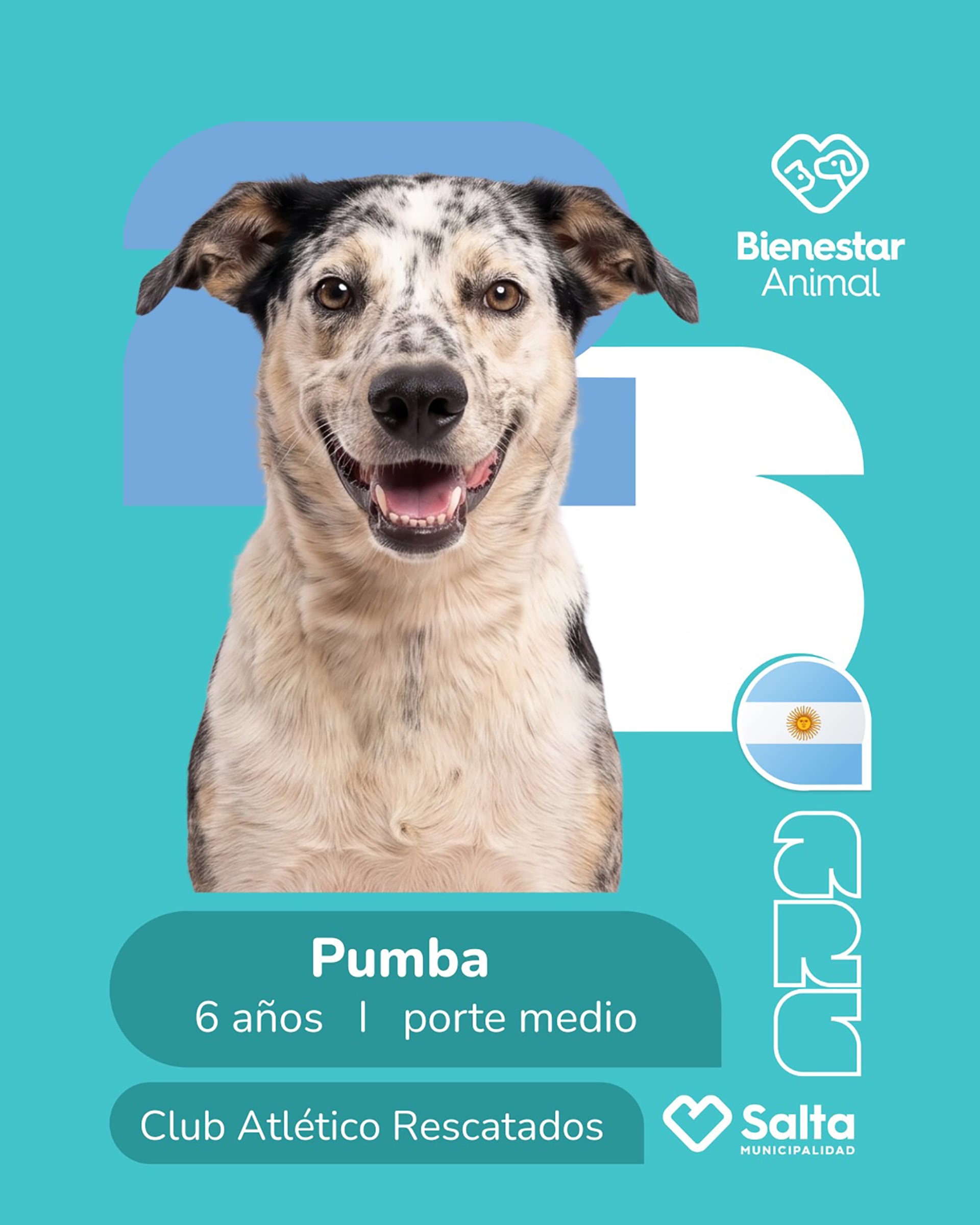 Hay 25 animales para adoptar.