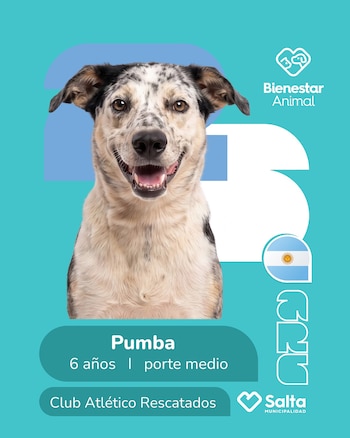 Perros adopción salta