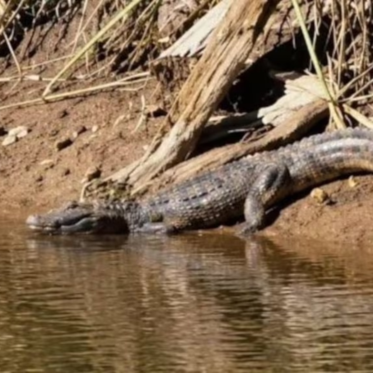 Sorpresa en Córdoba: encontraron a un yacaré nadando en una laguna cerca de una zona urbana y no lo pueden sacar - Infobae