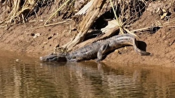 Sorpresa en Córdoba: encontraron a un yacaré nadando en una laguna cerca de una zona urbana y no lo pueden sacar