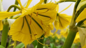 La cantuta y la Amancaes