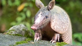 Los armadillos avanzan hacia regiones más frías de Estados Unidos: qué impulsa su expansión y hasta dónde podrían llegar