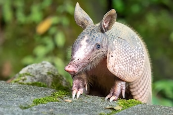 Un armadillo apoya sus patas delanteras sobre una roca con musgo frente a un fondo verde desenfocado