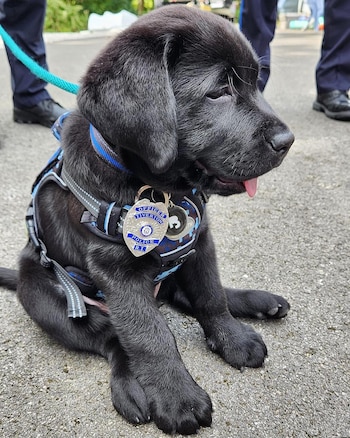 K9 Blue en su primer
