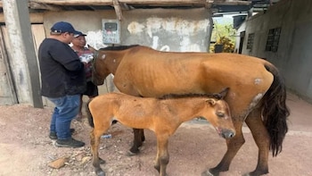 Durante los incendios forestales en Tolima, autoridades rescataron una yegua y su pequeño potro