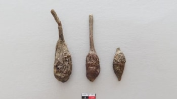 Los ulluchus habrían sido utilizados por sus propiedades anticoagulantes. Las muestras serán analizadas en Francia para establecer su composición fitoquímica y procedencia. Fuente: BGL Arqueología
Te recomendamos