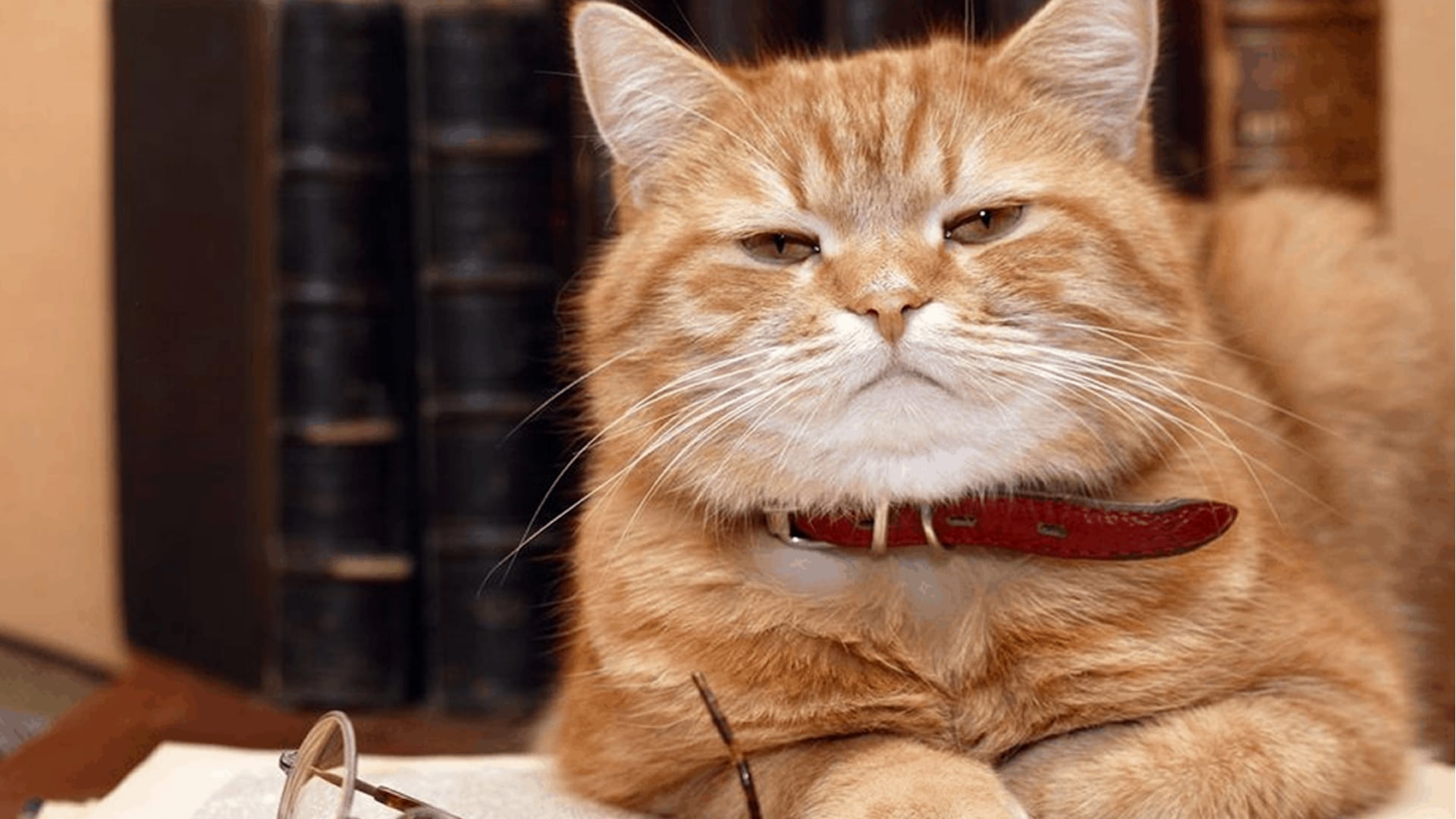 Los gatos infectados muestran heridas que no cicatrizan en la cara, la nariz y las patas, la consulta temprana al veterinario es fundamental
(Foto: Difusión)