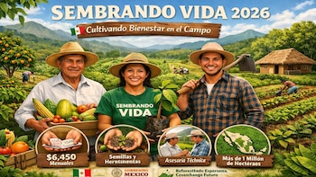 Sembrando Vida 2026: requisitos y cómo registrarse para recibir 6 mil 450 pesos