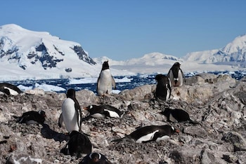 Los pingüinos antárticos, considerados como