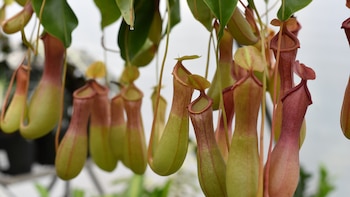 Un equipo de Barcelona diseña una molécula “prometedora” capaz de destruir el gluten en el estómago: procede de una planta carnívora
