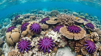 Un fondo marino con agua azul clara, estrellas de mar corona de espinas púrpuras, varios tipos de corales beige y blancos, y peces de colores.