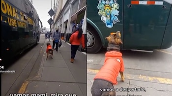Perrito que quiere volverse policía