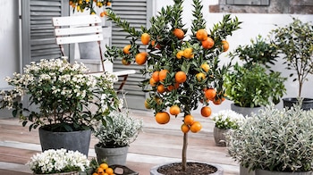 FRUTALES DECO