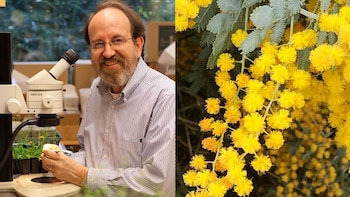 Descubren el mecanismo genético que