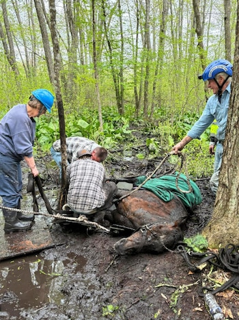 El rescate duró aproximadamente 5 horas. (Facebook/Jeanna Prink).
Caballos, animales, mascotas, rescate animal, lodo, Connecticut, Estados Unidos, equinos