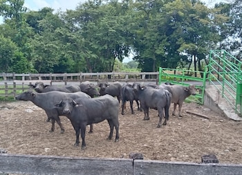 Búfalos en una finca del pequeño productor Juan Miguel Córdoba, ubicada en el distrito de Capira, al oeste de la ciudad de Panamá. (MIDA)