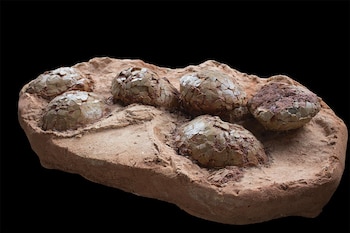 Huevos de dinosaurio descubiertos en la ciudad de Aix-en-Provence (Francia). Museo de Aix