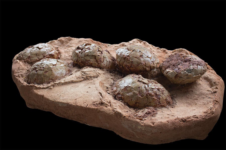 Huevos de dinosaurio descubiertos en la ciudad de Aix-en-Provence (Francia). Museo de Aix