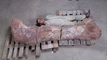 Los restos del dinosaurio Patagotitan